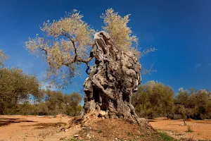 Oliveres Mil·lenàries Canet Lo Roig image