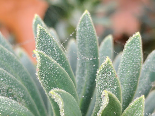 History Museum «Bush House Museum», reviews and photos, 600 Mission St SE, Salem, OR 97302, USA