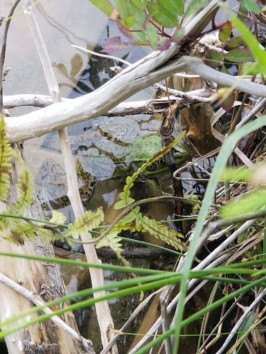 Nature Preserve «Teichner Preserve: The Leelanau Conservancy», reviews and photos, 5234 S Lime Lake Rd, Cedar, MI 49621, USA