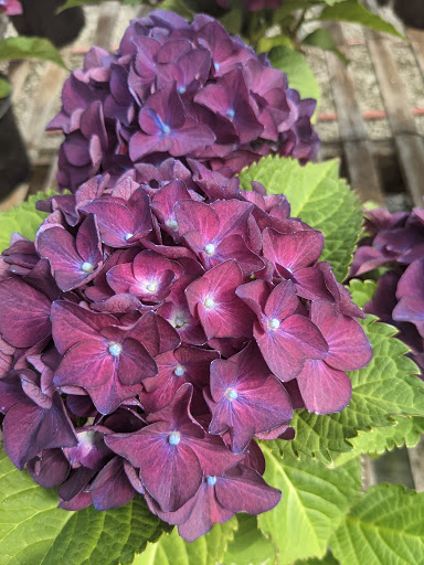 Wholesale Plant Nursery «Garden Fantasy», reviews and photos, 43250 Tyler Rd, Belleville, MI 48111, USA