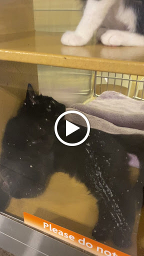 Pet Supply Store «PetSmart», reviews and photos, 2920 Little Rd, Trinity, FL 34655, USA