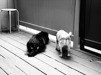 For The Love of Paws - Photo 4 - Car repair in , New Haven