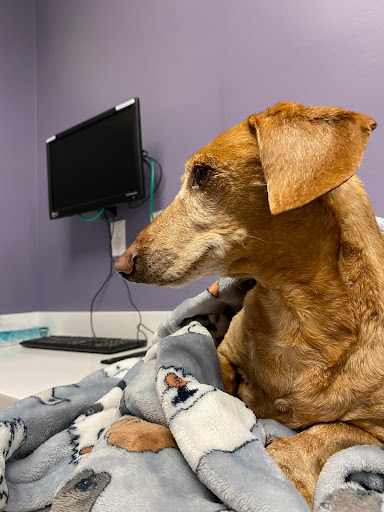 Noah's Westside Animal Hospital image