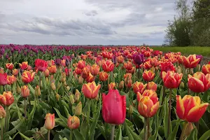 Tulpenpluktuin De Monden image