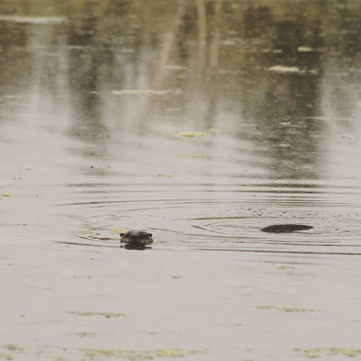 Park «Commonwealth Lake Park», reviews and photos, SW Butner Rd & SW Huntington Ave, Cedar Hills, OR 97225, USA