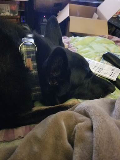 Pet Supply Store «Paddywack», reviews and photos, 15407 Main St #101, Bothell, WA 98012, USA