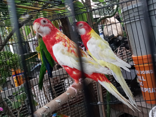 Pet Store «Inez Pet Shop», reviews and photos, 3825 Whittier Blvd, Los Angeles, CA 90023, USA