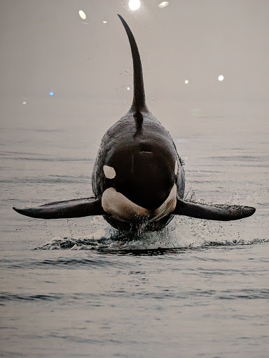 Art Museum «The Island Museum of Art», reviews and photos, 540 Spring St, Friday Harbor, WA 98250, USA