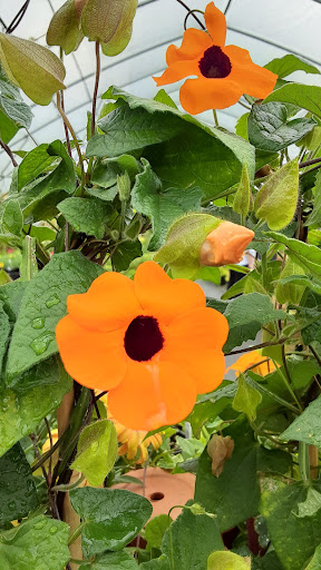 Plant Nursery «Pine Creek Nursery», reviews and photos, 23225 Sofie Rd, Monroe, WA 98272, USA