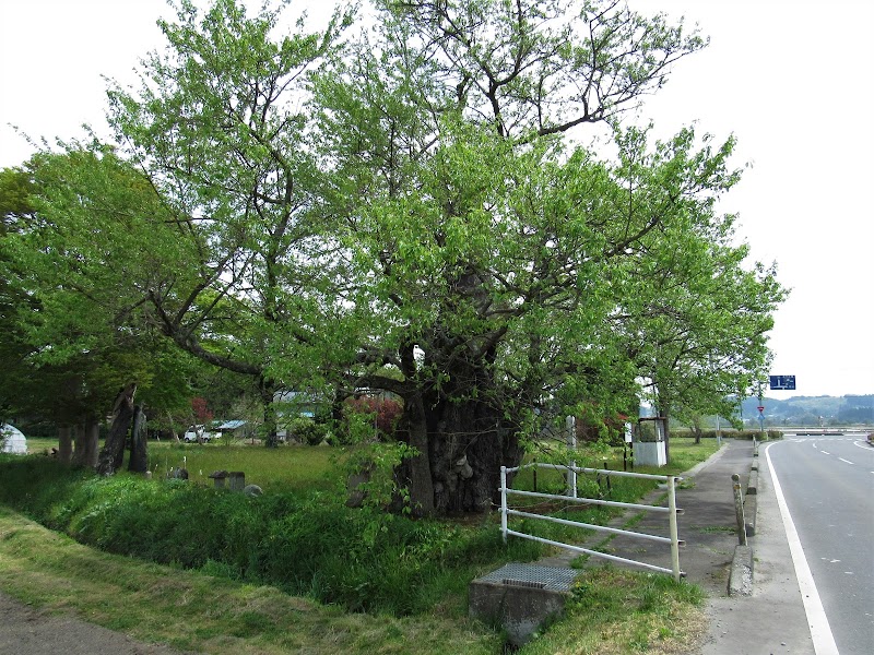 曽根八幡神社の種まき桜