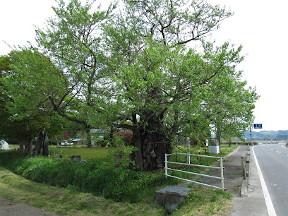 曽根八幡神社の種まき桜