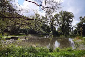 Froschgrüner Park image