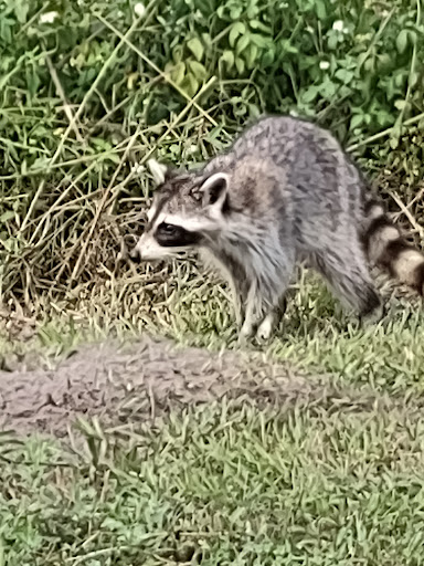 Park «Davis Park», reviews and photos, 612 N Parsons Ave, Brandon, FL 33510, USA