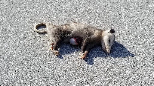 Country Club «Bella Collina Events», reviews and photos, 15920 County Rd 455, Montverde, FL 34756, USA