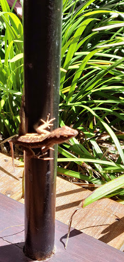 Sightseeing Tour Agency «Jungle Queen Riverboat», reviews and photos, 801 Seabreeze Blvd, Fort Lauderdale, FL 33316, USA