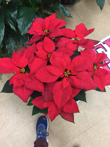 Florist «Genuardi Florist», reviews and photos, 850 S Valley Forge Rd, Lansdale, PA 19446, USA