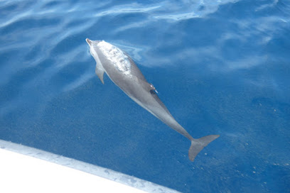 Captain Toch - Excursions nautiques & dauphins Martinique Le Carbet