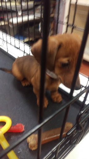 Pet Store «Last Place on Earth Pet Store», reviews and photos, 1461 E Franklin Blvd, Gastonia, NC 28054, USA