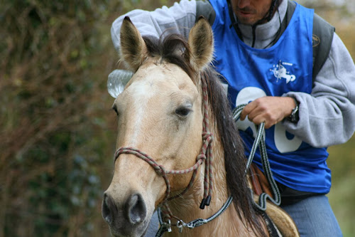 Centre équestre Centre Equestre Les Ecuries des Couleurs Amilly