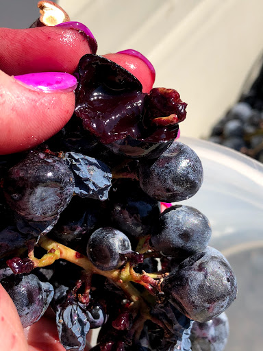 Winery «Stephen & Walker Winery», reviews and photos, 243 Healdsburg Ave, Healdsburg, CA 95448, USA