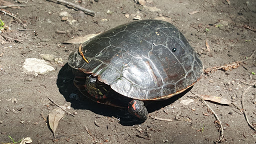 Nature Preserve «Tifft Nature Preserve», reviews and photos, 1200 Fuhrmann Boulevard, Buffalo, NY 14203, USA