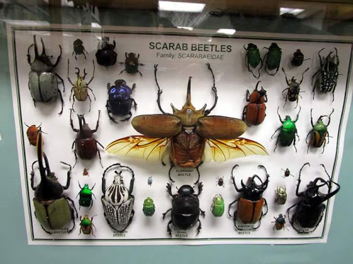 The Michigan State University Department of Entomology