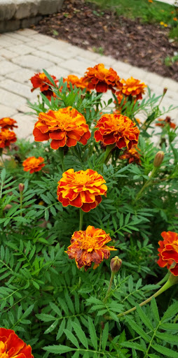 Municipality «Tall Grass Park», reviews and photos, 3512 Grassmere Rd, Naperville, IL 60564, USA