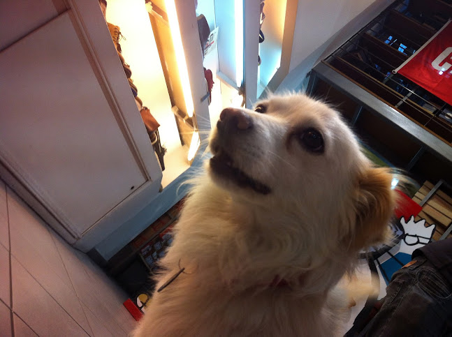 Κτηνιατρείο Πελίνας Σαβοϊδάκη