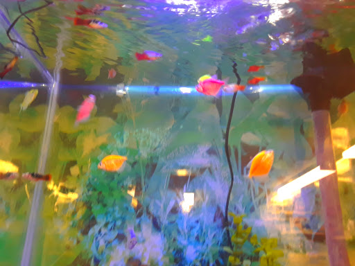 Pet Supply Store «Pets For You», reviews and photos, 413 N Main St, Rice Lake, WI 54868, USA