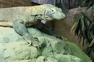 Komodo Dragons, Bronx Zoo image