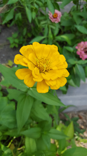 Park «Touhy Park», reviews and photos, 7348 N Paulina St, Chicago, IL 60626, USA