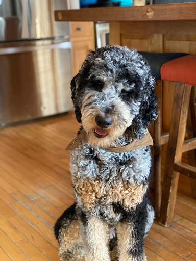 Pet Groomer «Pampered Pet Grooming & Supply», reviews and photos, 1127 North Ave #14, Burlington, VT 05408, USA