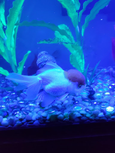 Pet Supply Store «PetSmart», reviews and photos, 2000 Clements Bridge Rd, Woodbury, NJ 08096, USA