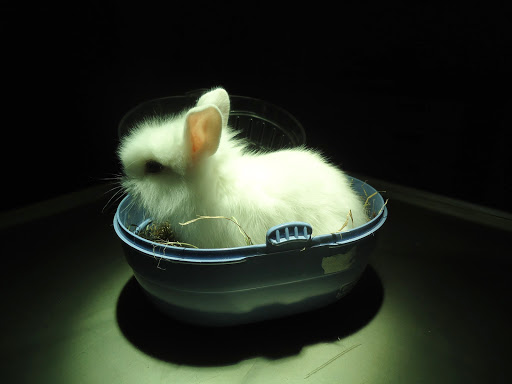 Tierarztpraxis Alfeld Silke Faass unter Alfeld, 