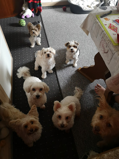 Toms Hunde- und Katzensalon unter Maxdorf, 