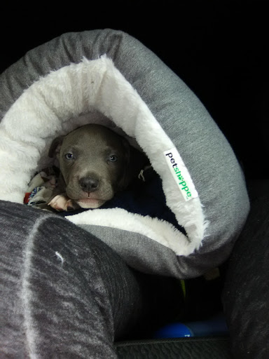 Pet Supply Store «Petco Animal Supplies», reviews and photos, 10235 Indianapolis Blvd, Highland, IN 46322, USA