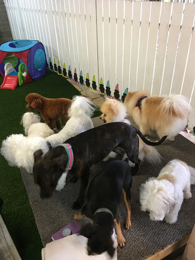 Barks and Purrs Pet Daycare and more