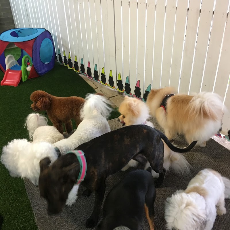 Barks and Purrs Pet Daycare and more