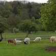 Naturwildpark Freisen