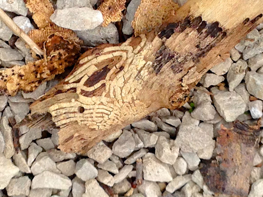 Nature Preserve «Subat Forest Preserve», reviews and photos, 4675-4999 Eldamain Rd, Plano, IL 60545, USA