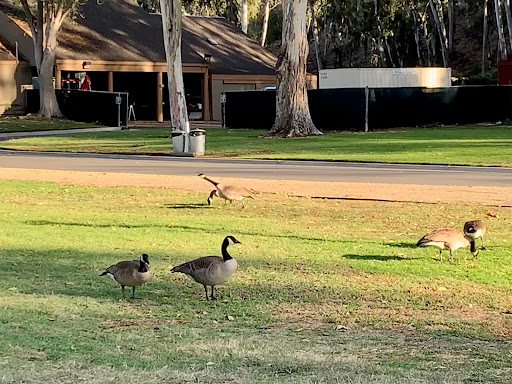 Park «Laguna Niguel Regional Park», reviews and photos, 28241 La Paz Rd, Laguna Niguel, CA 92677, USA