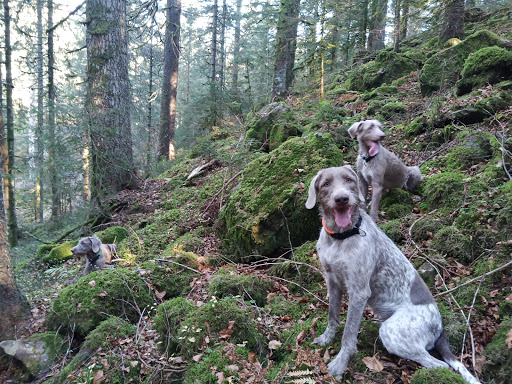 Dr. Lindisch veterinary practice unter Geratal, 