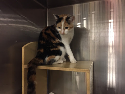 Pet Supply Store «PetSmart», reviews and photos, 420 Home Dr, Pittsburgh, PA 15275, USA