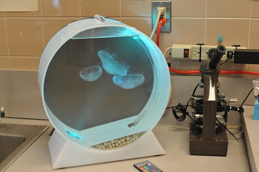 Aquarium «Jellyfish Art», reviews and photos, 4801 Johnson Rd Suite 10, Coconut Creek, FL 33073, USA