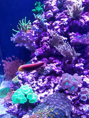 Reef Monsters - photo 52