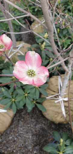 Garden Center «Royal Victorian Garden Center», reviews and photos, 10911 State Rd, Cleveland, OH 44133, USA