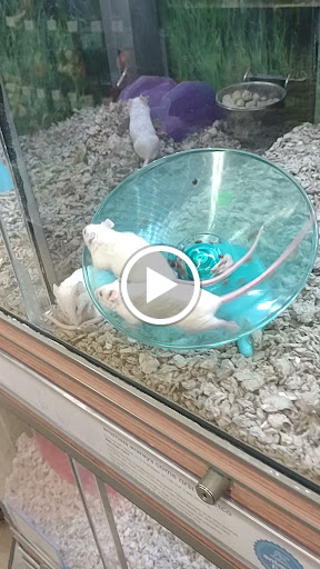 Pet Supply Store «PetSmart», reviews and photos, 2901 Texas Sage Trail, Fort Worth, TX 76177, USA