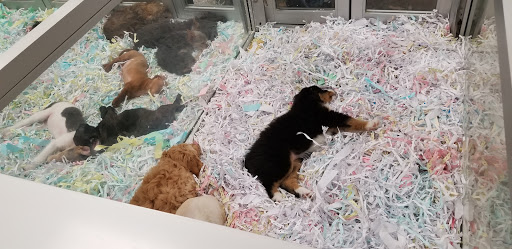 Pet Store «The Puppy Store», reviews and photos, 1163 Merrick Ave, Merrick, NY 11566, USA