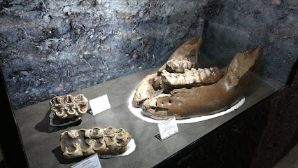 Museo Pleistocénico