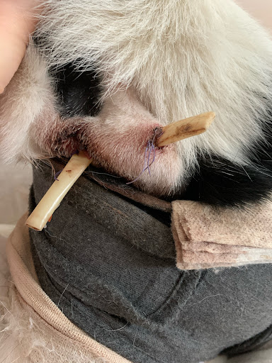 Harvard Family Pet Clinic image